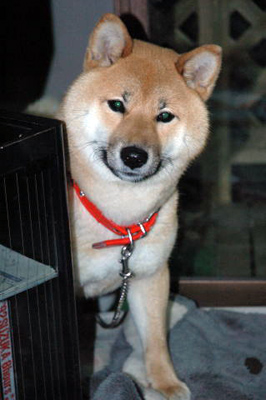 shiba